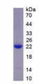 Figure 1. SDS-PAGE