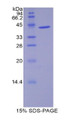 Figure 1. SDS-PAGE