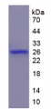 Figure 1. SDS-PAGE