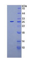 Figure 2. SDS-PAGE