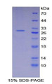 Figure 1. SDS-PAGE