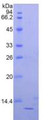 Figure 3. SDS-PAGE