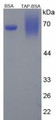 BSA Conjugated Rat Trypsinogen Activation Peptide (TAP), Cat#RPU50014