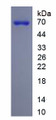 Figure 1. SDS-PAGE