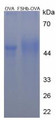 OVA Conjugated Human Follicle Stimulating Hormone Beta (FSHb), Cat#RPU50075