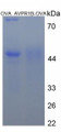 Figure 3. SDS-PAGE