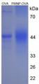 OVA Conjugated Human Procollagen III N-Terminal Propeptide (PIIINP), Cat#RPU50091