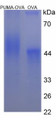 Figure 3. SDS-PAGE