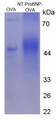 OVA Conjugated Mouse N-Terminal Pro-Brain Natriuretic Peptide (NT-ProBNP), Cat#RPU50114