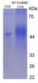 OVA Conjugated Rat N-Terminal Pro-Brain Natriuretic Peptide (NT-ProBNP), Cat#RPU50115