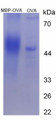 Figure 2. SDS-PAGE