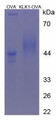 Figure 2. SDS-PAGE