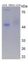 OVA Conjugated Rat Pronociceptin (PNOC), Cat#RPU50175