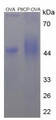 OVA Conjugated Rat Procollagen II C-Terminal Propeptide (PIICP), Cat#RPU50220
