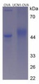 OVA Conjugated Human Urocortin (UCN), Cat#RPU50238