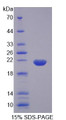 Figure 1. SDS-PAGE