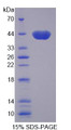 Figure 1. SDS-PAGE