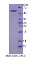 Figure 1. SDS-PAGE