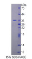 Figure 1. SDS-PAGE