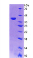 Figure 3. SDS-PAGE