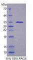 Figure 1. SDS-PAGE