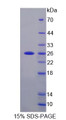 Figure 1. SDS-PAGE