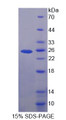 Figure 1. SDS-PAGE