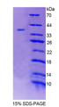 Figure 1. SDS-PAGE