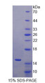 Figure 1. SDS-PAGE