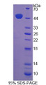 Figure 1. SDS-PAGE