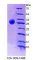 Figure 1. SDS-PAGE