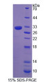 Figure 1. SDS-PAGE