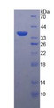 Figure 3. SDS-PAGE