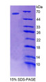 Figure 1. SDS-PAGE