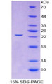 Figure 1. SDS-PAGE