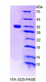 Figure 1. SDS-PAGE