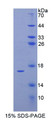 Figure 1. SDS-PAGE