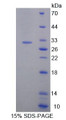 Figure 1. SDS-PAGE