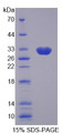 Figure 1. SDS-PAGE