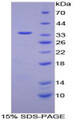 Figure 1. SDS-PAGE