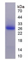 Figure 1. SDS-PAGE