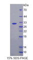 Figure 1. SDS-PAGE