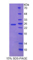 Figure 1. SDS-PAGE