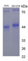 Figure 2. SDS-PAGE