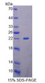 Figure 1. SDS-PAGE