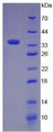 Figure 2. SDS-PAGE