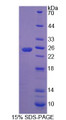 Figure 1. SDS-PAGE