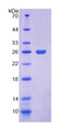 Figure 1. SDS-PAGE