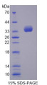 Figure 1. SDS-PAGE