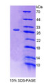 Figure 1. SDS-PAGE